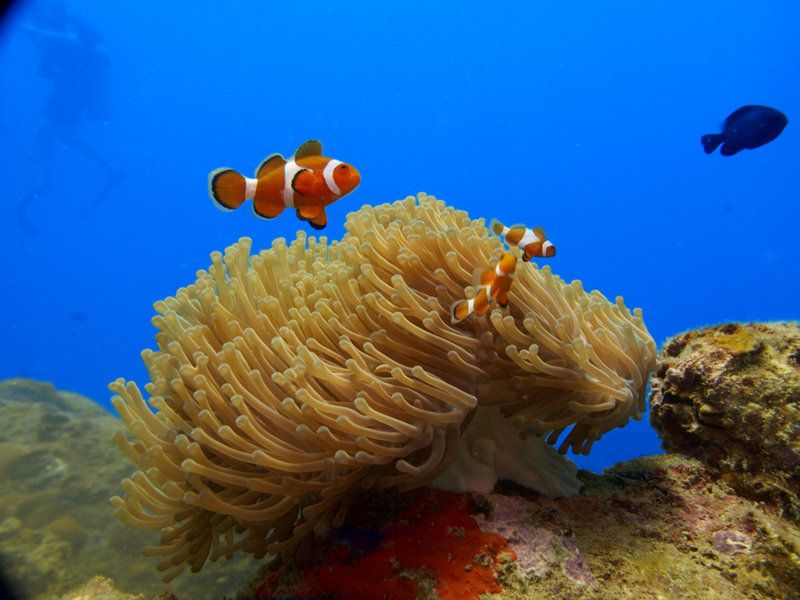 Clown Fish, Natural Light
